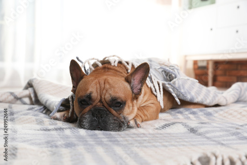 Fototapeta Naklejka Na Ścianę i Meble -  Funny French bulldog under warm plaid at home