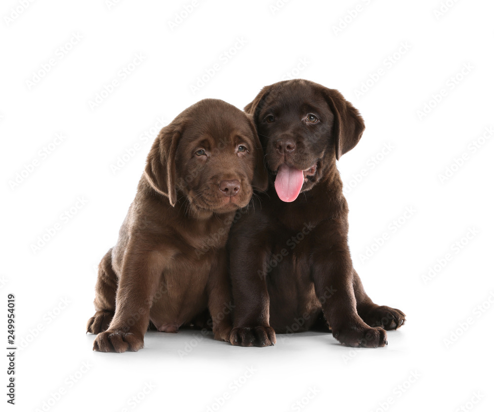Chocolate Labrador Retriever puppies on white background