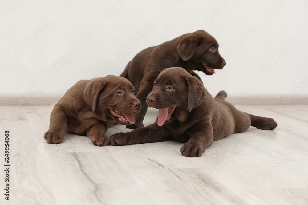 Chocolate Labrador Retriever puppies on floor indoors