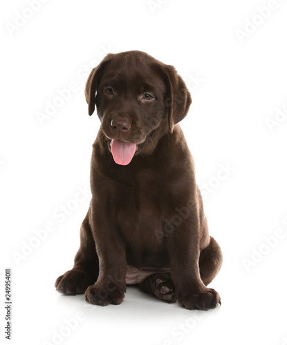 Chocolate Labrador Retriever puppy on white background