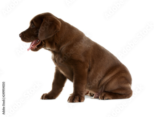 Fototapeta Naklejka Na Ścianę i Meble -  Chocolate Labrador Retriever puppy on white background