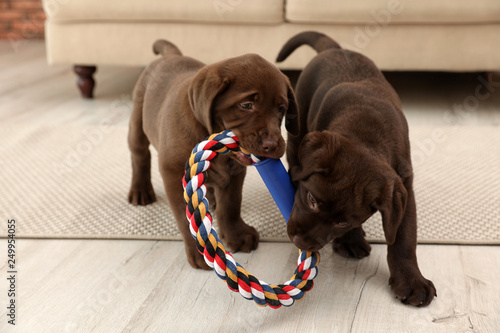 Quadro em tela Chocolate Labrador Retriever puppies with toy indoors