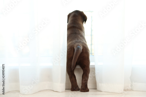 Chocolate Labrador Retriever puppy looking out window indoors © New Africa