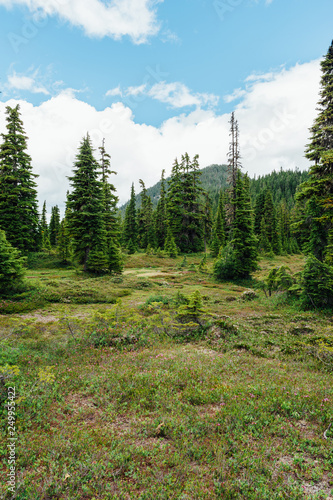 Alpine forest on Mount Washington, Strathcona Provincial Park, British Columbia, Canada photo