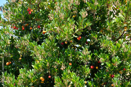 Strawberry tree photo