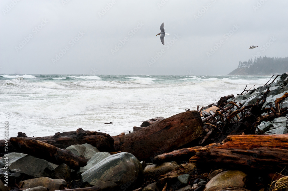 Seagulls sea birds flying over stormy ocean waves against a cloudy stormy sky at a rocky beach coastline