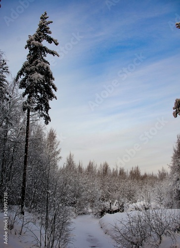 snow covered pine treeswinter, snow, landscape, tree, cold, forest, nature, sky, frost, blue, white, ice, trees, season, frozen, scene, snowy, mountain, outdoor, christmas, field, beautiful, sun, clou photo