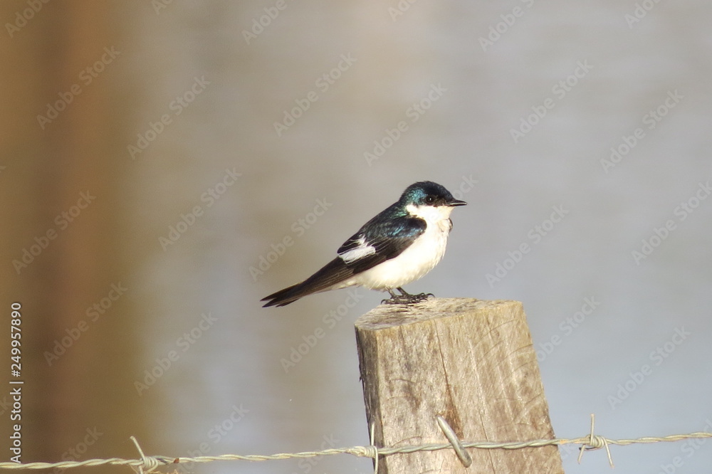 Fototapeta premium Golondrina