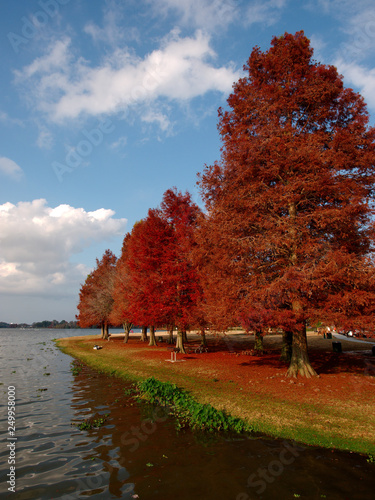 View of Cypress trees with red leaves at University Lake, Baton Rouge, Louisiana, USA