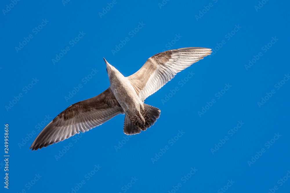 Fototapeta premium seagull flying in the blue sky