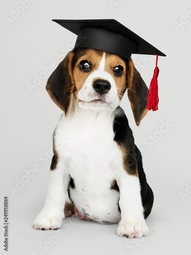 Cute Beagle puppy in a graduation cap © Rawpixel.com