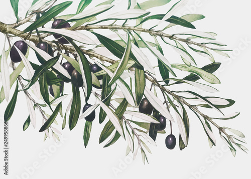 Olive branch on a Christmas card