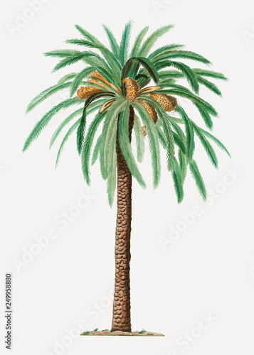 Date palm tree