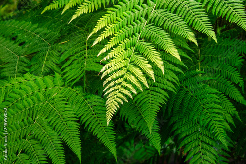 tropical green leaves background 