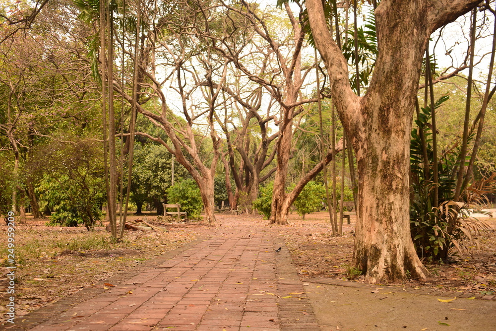 Beautiful landscape of road and trees Beautiful landscape of road and trees