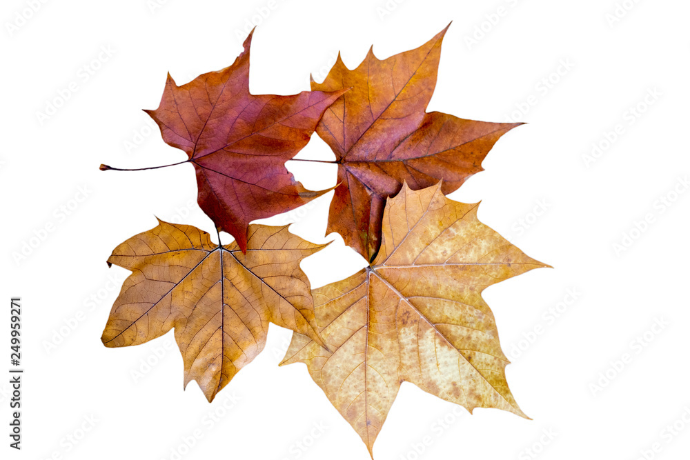 Dry maple leaves in autumn , Isolated on white background Dry maple leaves in autumn , Isolated on white background