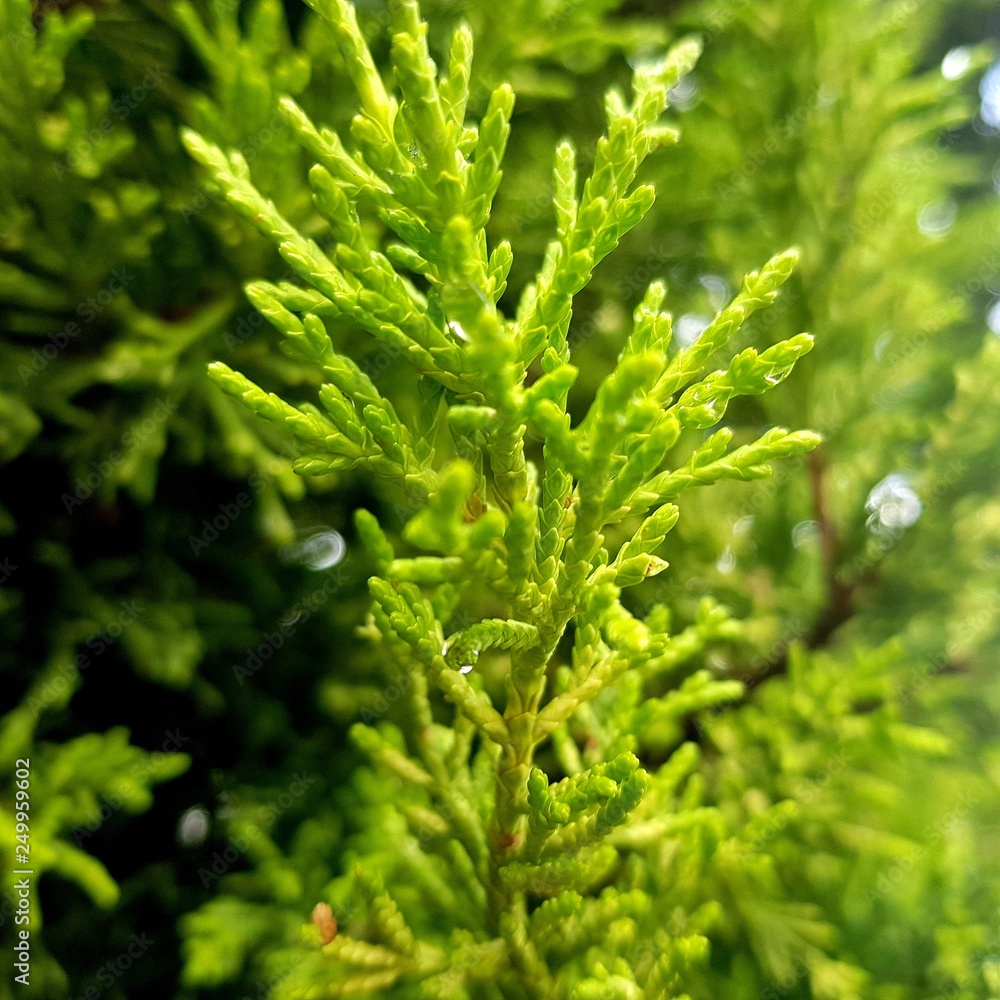 Nature Nature