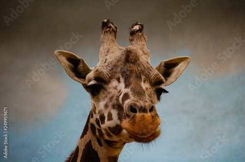 Fototapeta Naklejka Na Ścianę i Meble -  portrait of a giraffe