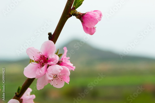 peach blossom twig and volcano at background photo