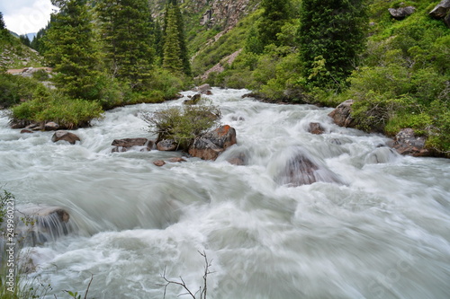 Rapid mountain river in canyon after hard rain with turbulent water stream on large stones between rocks and coniferous trees. Shot at long exposure  blurred water