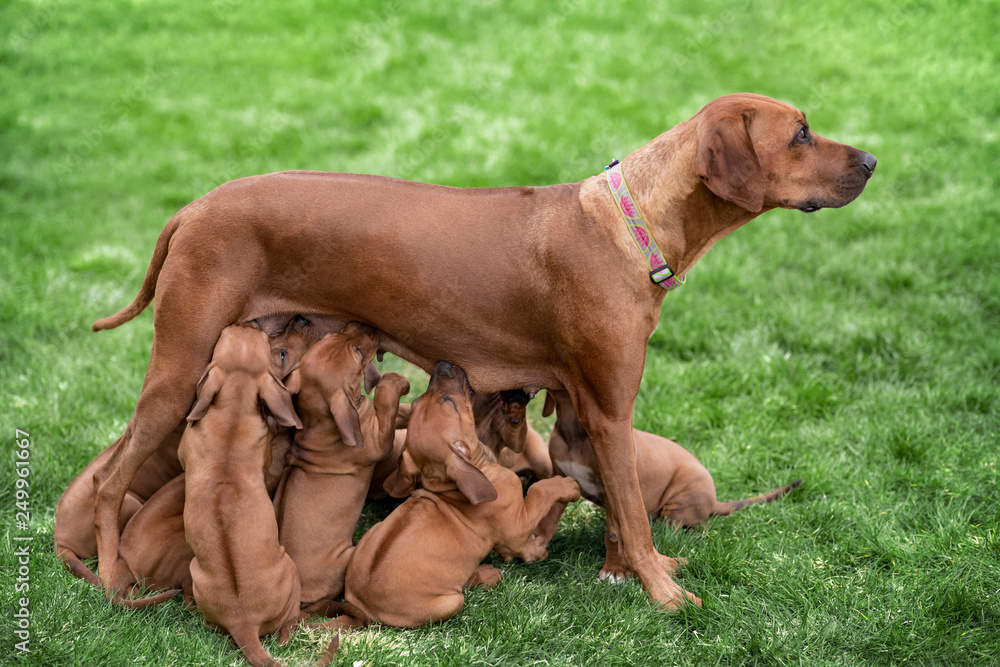 Rhodesian Ridgeback nursing her puppies on green grass Rhodesian Ridgeback nursing her puppies on green grass