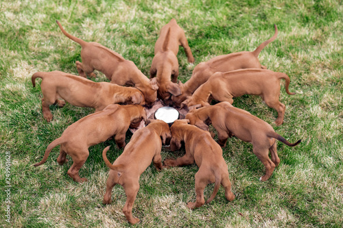 Slika na platnu Rhodesian ridgeback puppies eating from bowl outdoors