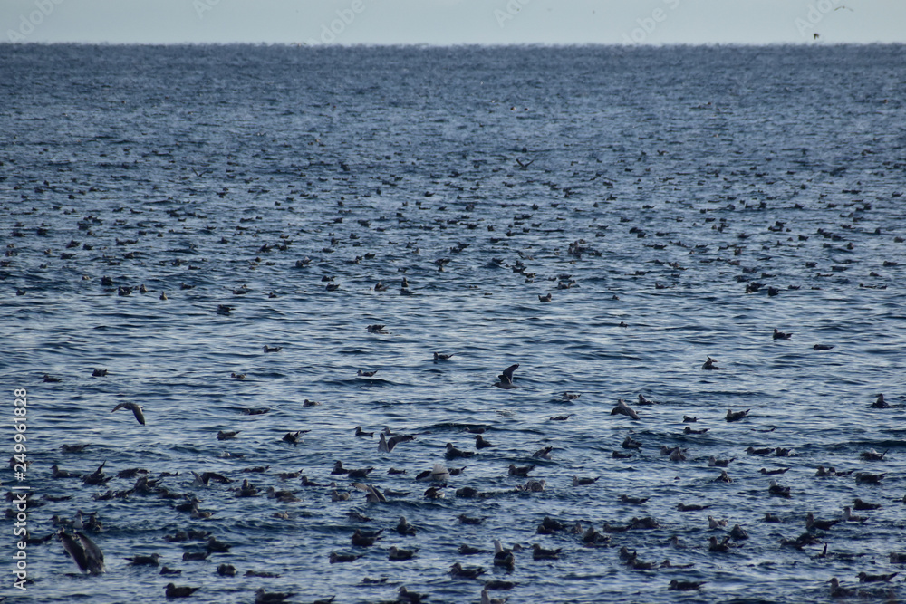冬の海に集まるカモメたち 冬の海に集まるカモメたち
