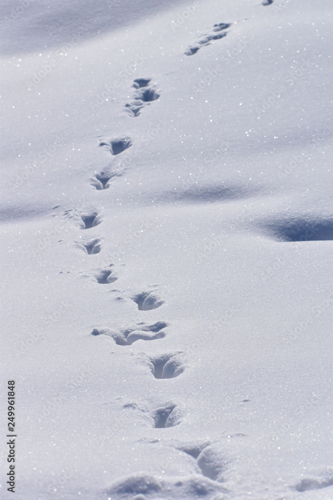 雪上の足跡 雪上の足跡