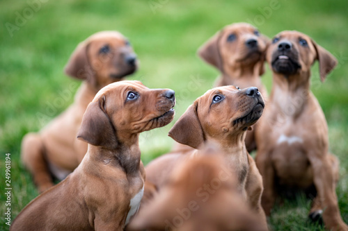 Slika na platnu Rhodesian ridgeback puppies sitting on green grass waiting for treats