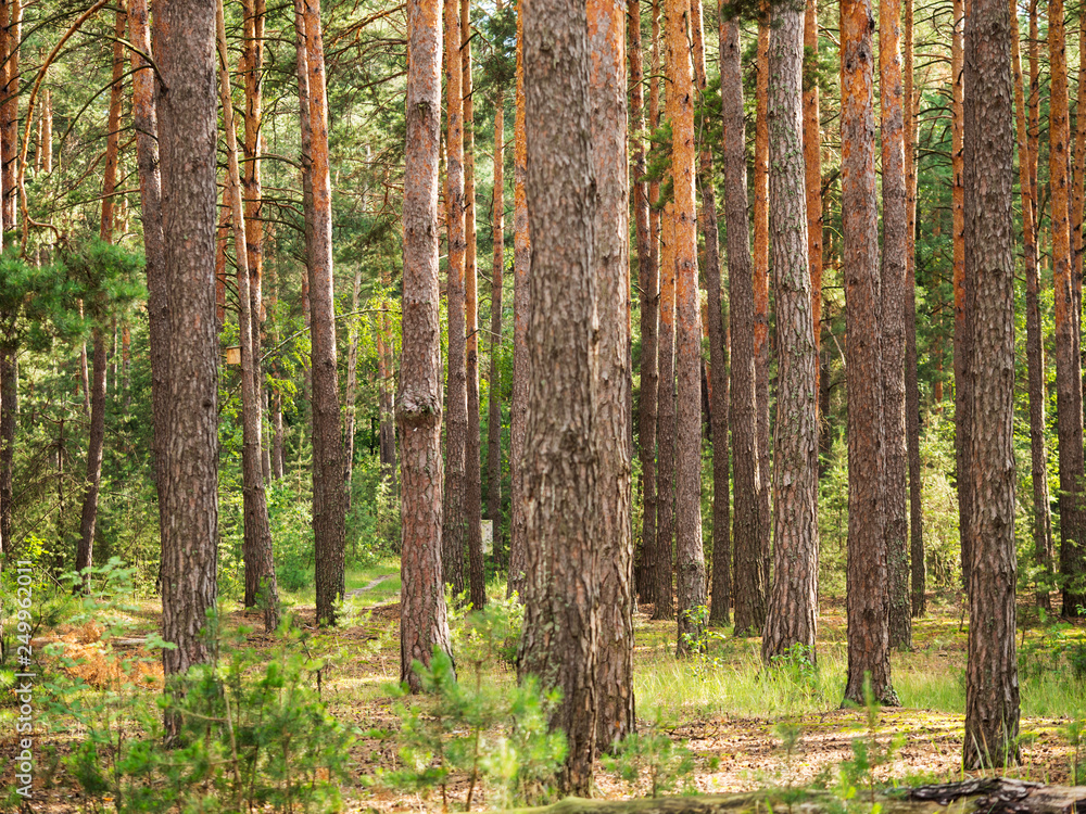 Summer forest landscape. Spruce trunks background
