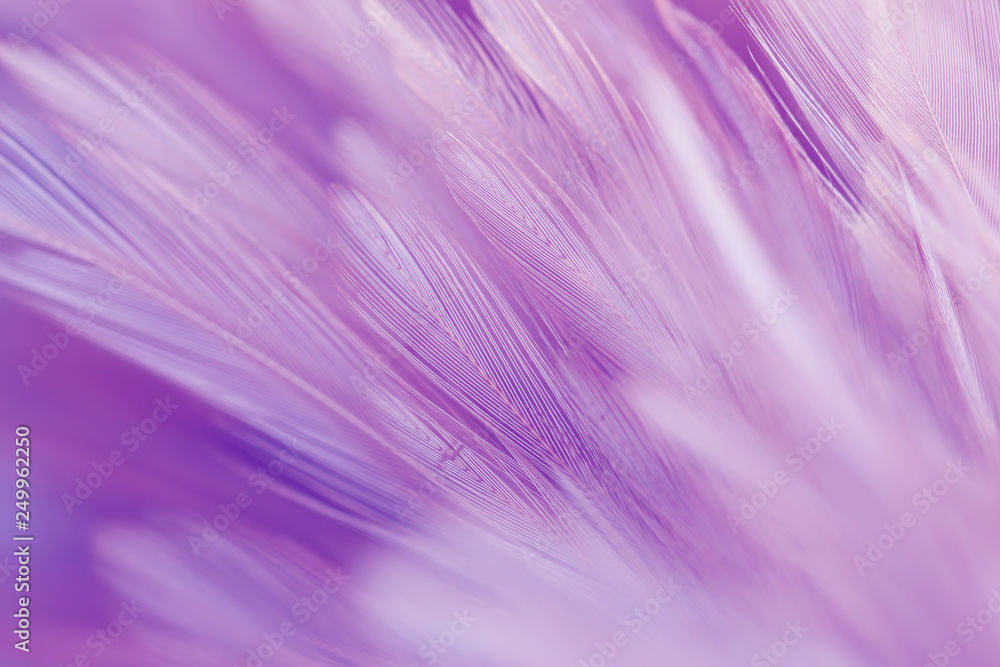 Purple chicken feathers in soft and blur style for background Purple chicken feathers in soft and blur style for background