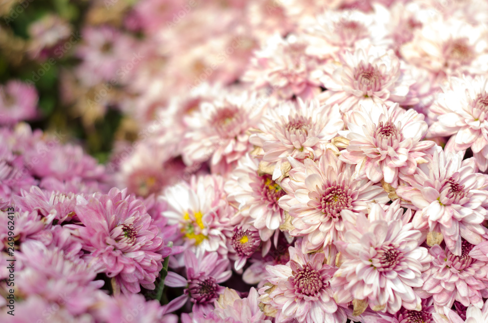 pink Chrysanthemum with sunshine in garden at flower festival Chiangmai,Thailand. pink Chrysanthemum with sunshine in garden at flower festival Chiangmai,Thailand.