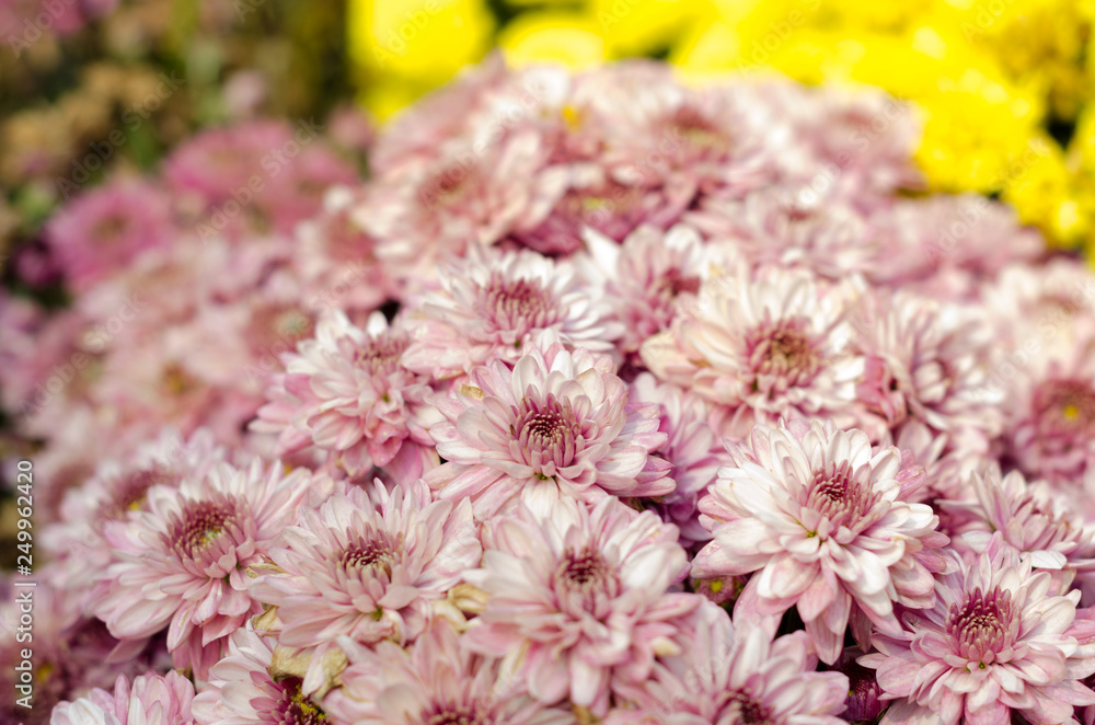 Fototapeta premium pink Chrysanthemum with sunshine in garden at flower festival Chiangmai,Thailand.