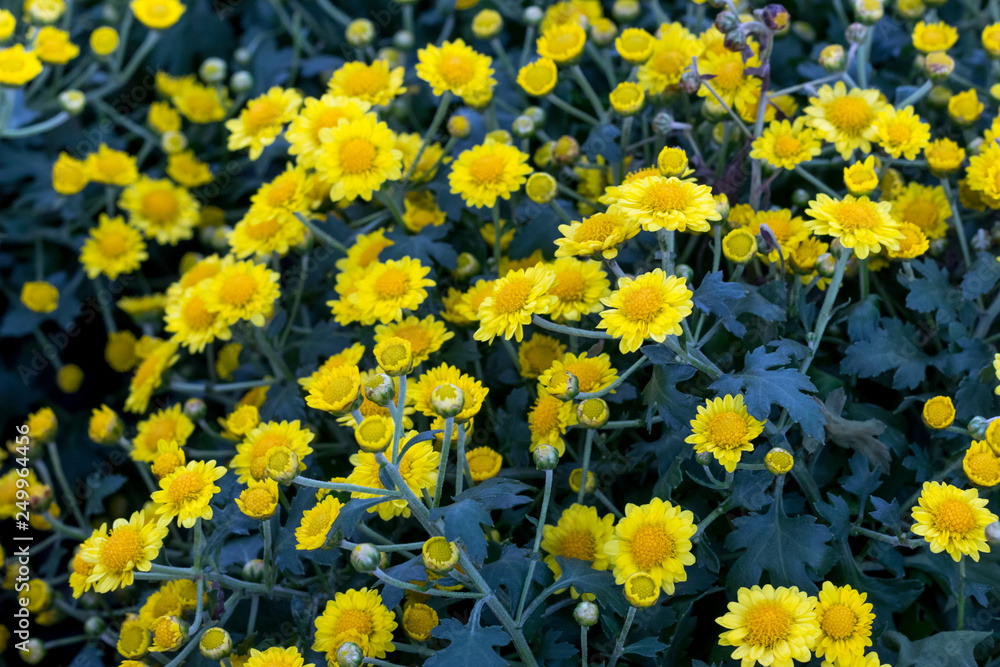 Chrysanthemum indicum Linn Yellow flowers background. Chrysanthemum morifolium Ramat flowers.