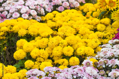 Tagetes erecta (American marigold, African marigold).