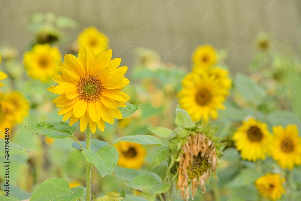 Bright colorful yellow sunflower. Shallow depth of field. Bright colorful yellow sunflower. Shallow depth of field.