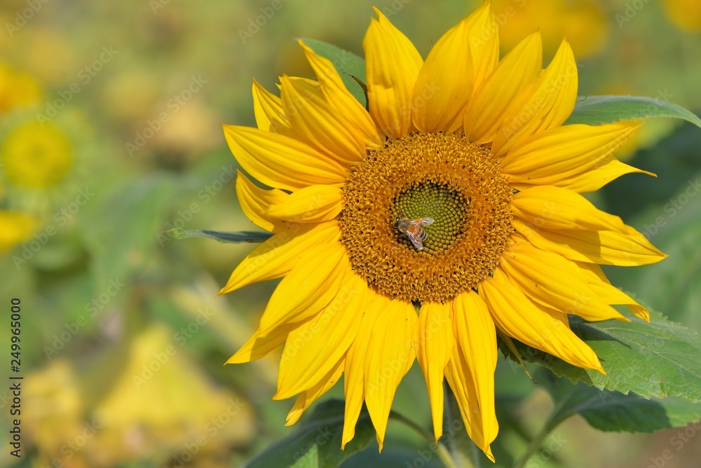 Fototapeta premium Bright colorful yellow sunflower. Shallow depth of field.