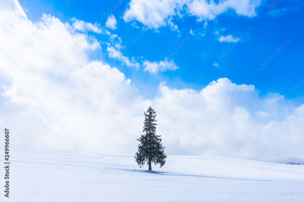 Beautiful outdoor nature landscape with alone christmass tree in snow winter weather season Beautiful outdoor nature landscape with alone christmass tree in snow winter weather season