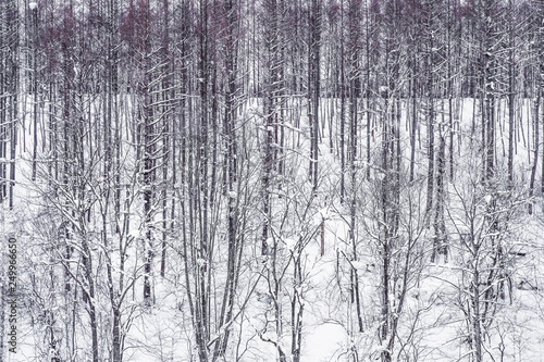 Beautiful landscape of tree branch group in snow winter