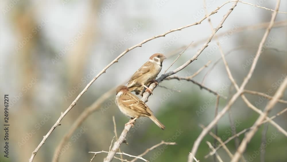 Group of House Sparrow Birds Holding on Branch of Tree and One of Them Fly out of Frame Group of House Sparrow Birds Holding on Branch of Tree and One of Them Fly out of Frame