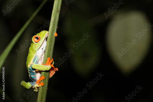 Red-eyed leaf frog - Agalychnis callidryas photo