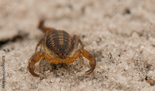 Portrait of a Florida scorpion