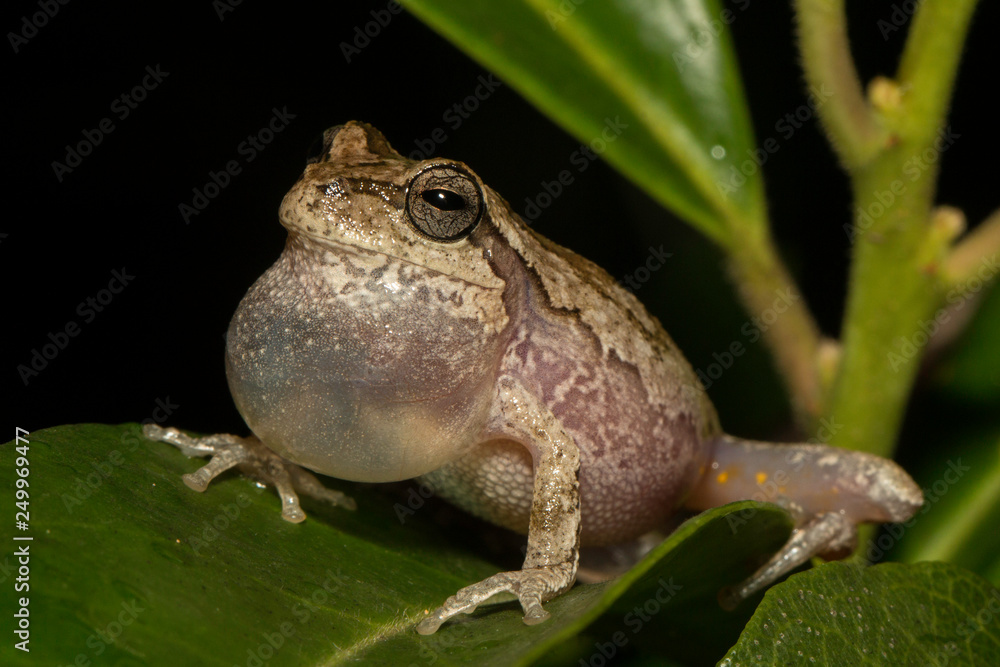 Fototapeta premium Pine woods tree frog - Hyla femoralis