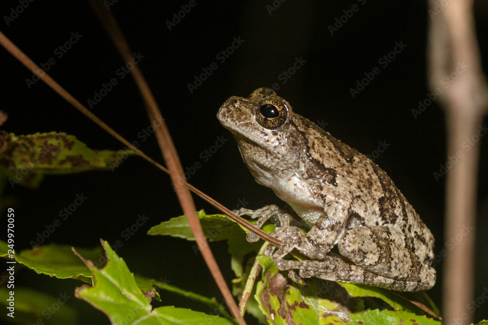 Southern gray tree frog - Hyla chrysoscelis Southern gray tree frog - Hyla chrysoscelis