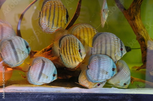 School of discus fishing swimming in tropical like waters photo