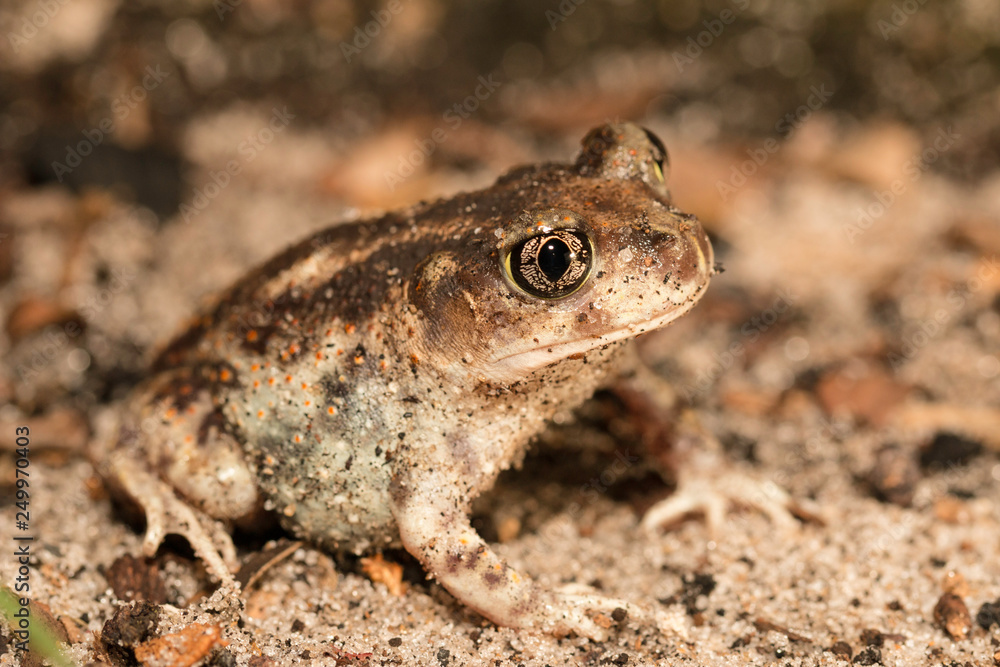 A female eastern spadefoot - Scaphiopus holbrookii A female eastern spadefoot - Scaphiopus holbrookii