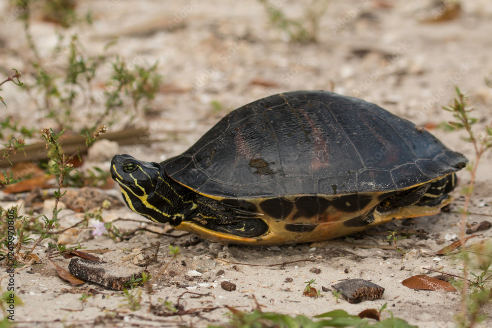Florida Redbelly turtle - Pseudemys nelson Florida Redbelly turtle - Pseudemys nelson