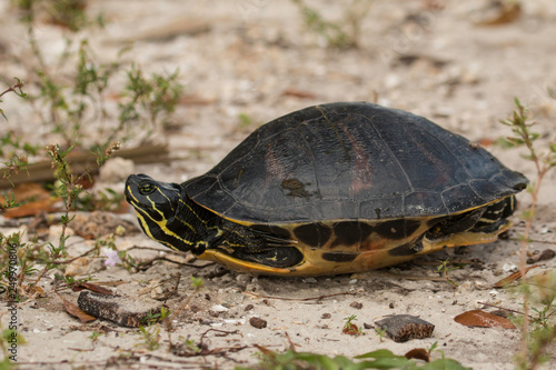 Florida Redbelly turtle - Pseudemys nelson