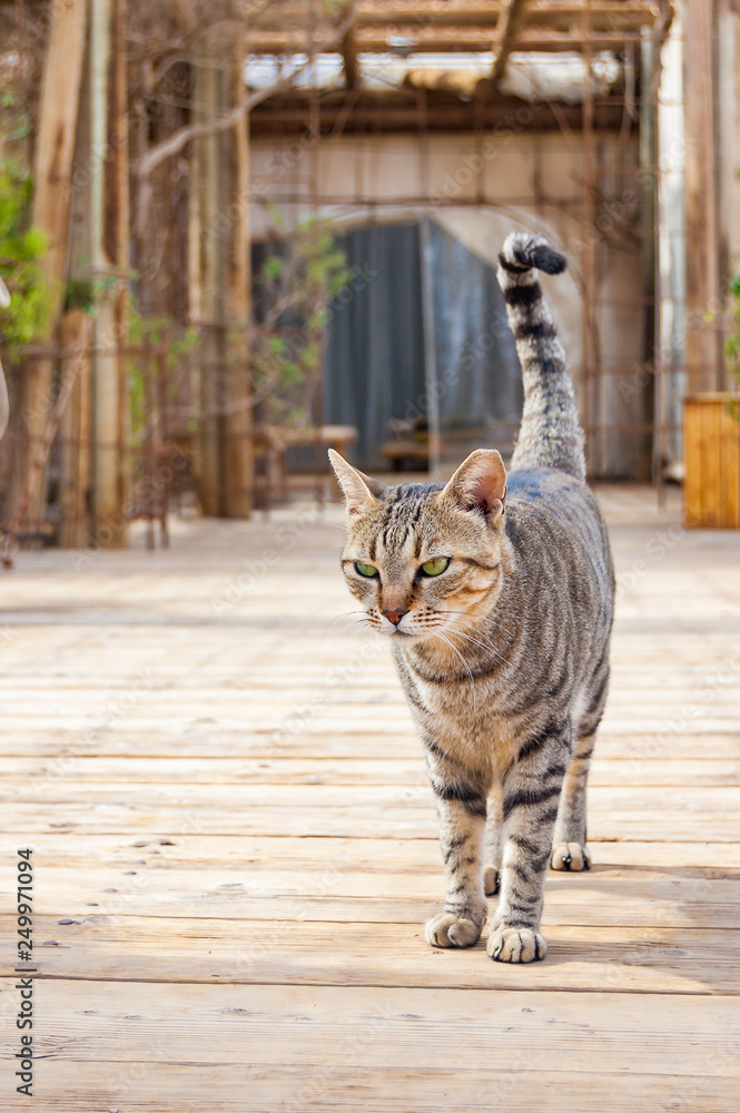Obraz premium Gray striped street cat walking on wooden planks floor outdoors in Eilat