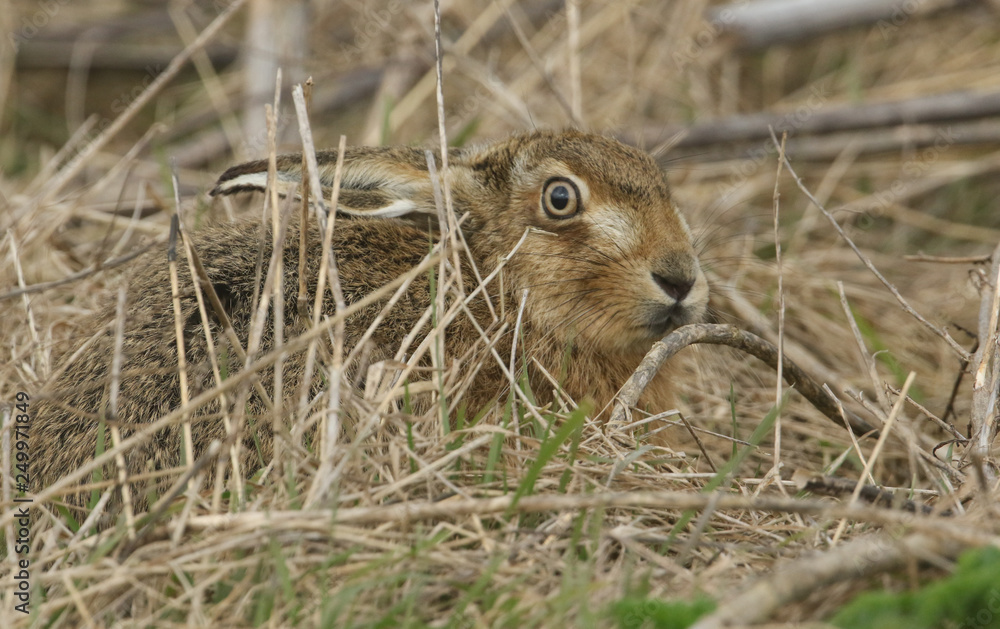 A stunning Brown Hare (Lepus europaeus) hiding in the long grass. A stunning Brown Hare (Lepus europaeus) hiding in the long grass.